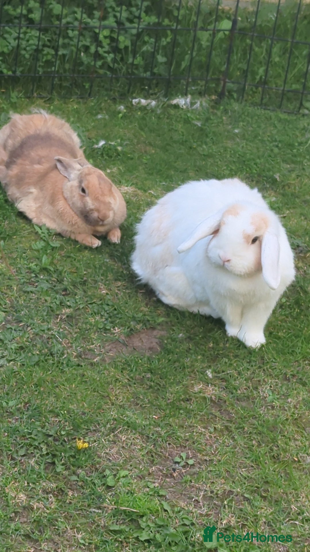 Angora rabbits for sale: Bonded Pair of Rabbits Looking for Forever Home - Image 5