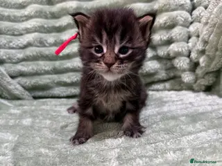 Maine Coon cats Exceptional Smoke / classic MAINCOON kittens - Advert 13