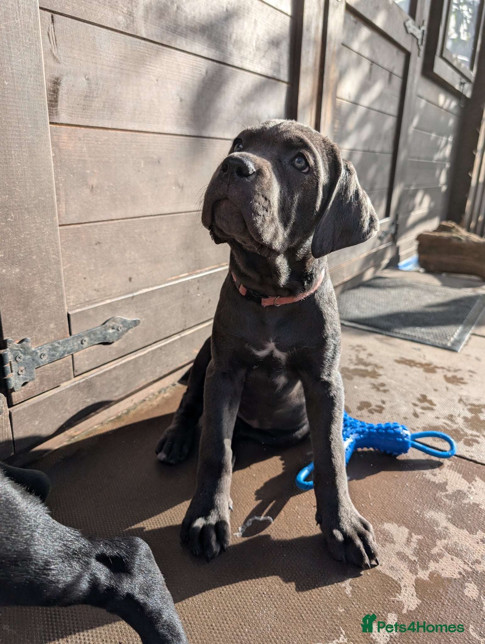 Cane Corso dogs Female Cane corso puppies 10 weeks old  - Advert 1