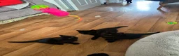 Mixed Breed cats for sale: 4 Adorable playful black kittens. Litter trained  - Advert 14