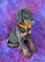 Dobermann dogs KC REGISTERED HEALTH TESTED EUROPEAN DOBERMAN PUPS - Advert 13