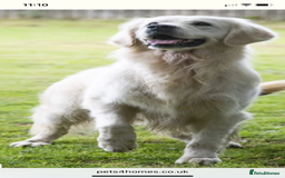 Golden Retriever dogs for sale: Beautiful litter of golden retriever puppies  - Image 7