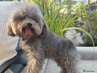 Toy Poodle dogs AMAZING Health tested KOREAN TOY POODLE - Advert 3