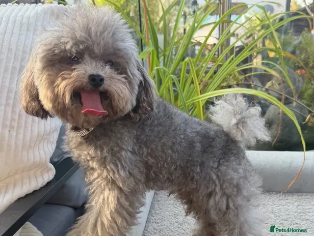 Toy Poodle dogs AMAZING Health tested KOREAN TOY POODLE - Advert 5