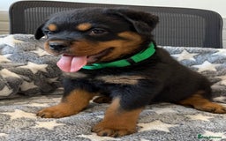 Rottweiler dogs for sale: quickly rottweiler puppy - Image 1