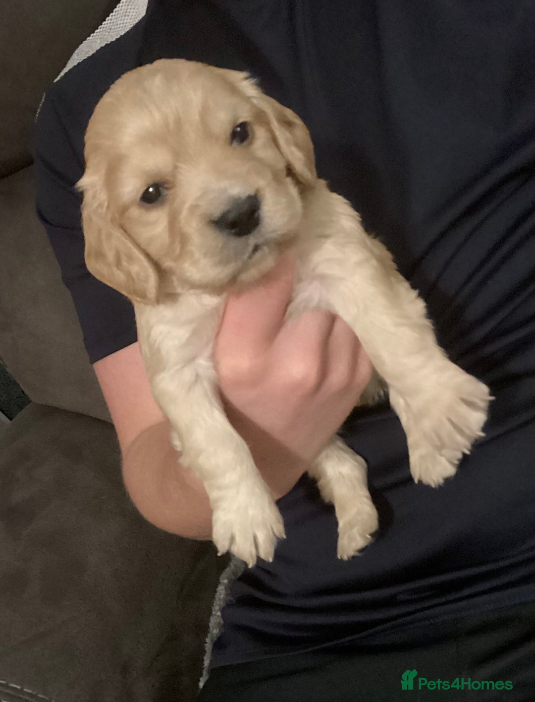 Cocker Spaniel dogs for sale: KC registered working cocker spaniel puppies  - Advert 25