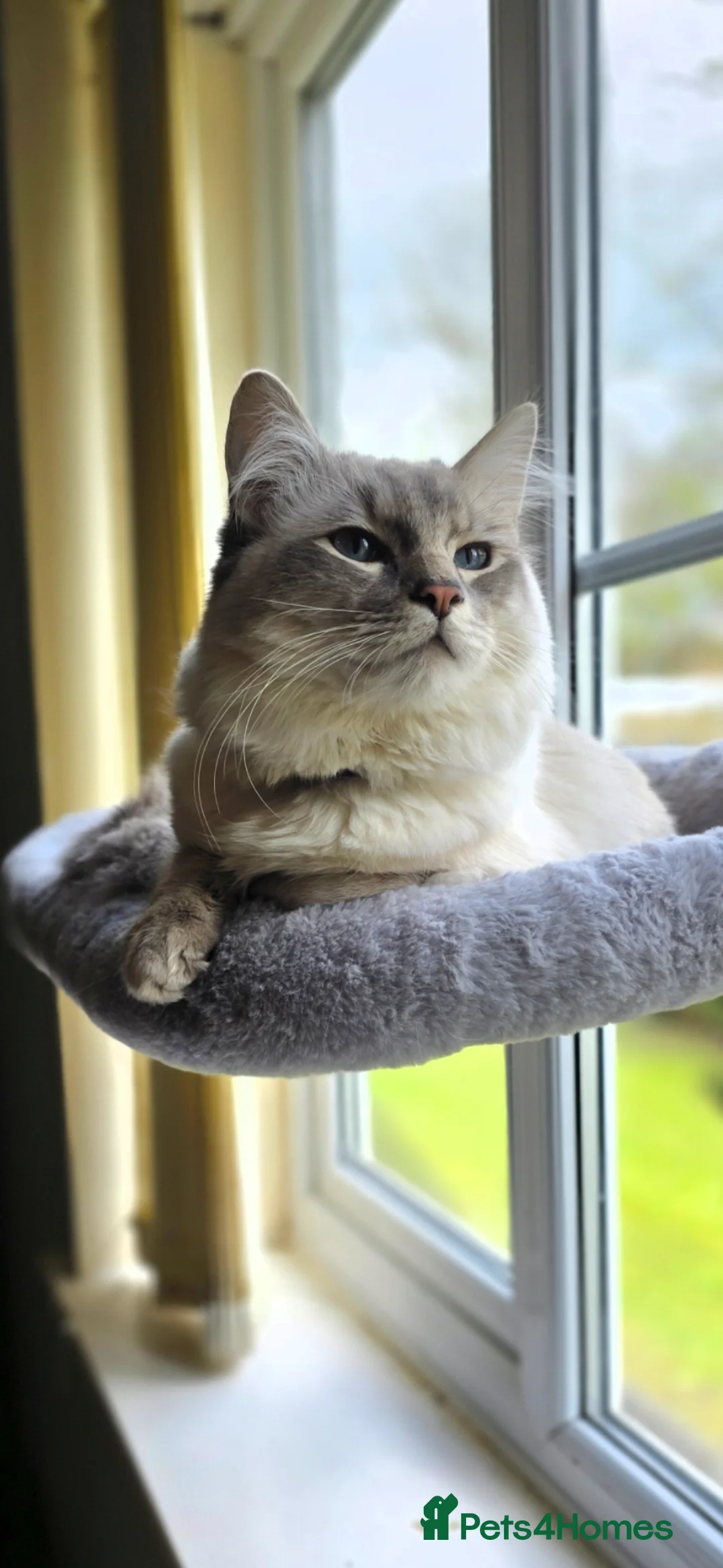 Ragdoll cats for sale: Stunning Blue Lynx Male - Advert 2