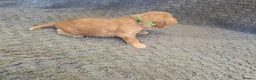 Cockapoo dogs for sale: F1 Cockapoo Puppies - Advert 27