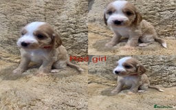 Cockapoo dogs for sale: Beautiful f1b cockapoo puppys  - Image 2