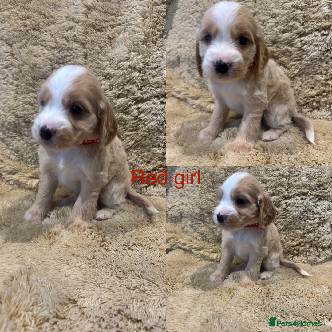 Cockapoo dogs for sale: Beautiful f1b cockapoo puppys  - Image 2
