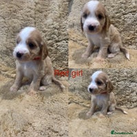 Cockapoo dogs - Advert 3