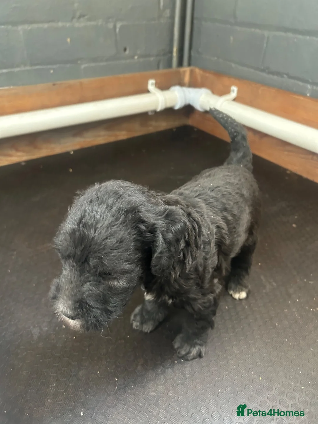 Bedlington Terrier dogs for sale: Bedlington terrier puppy CT Clear - Advert 2