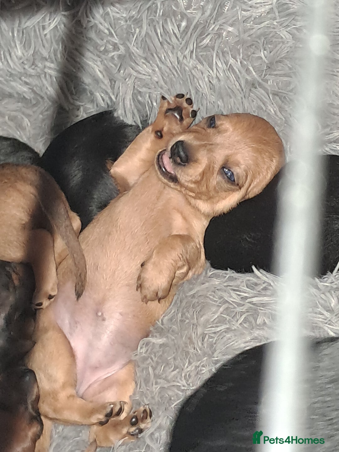 Miniature Dachshund dogs for sale: Miniature dachshund puppies  - Advert 13