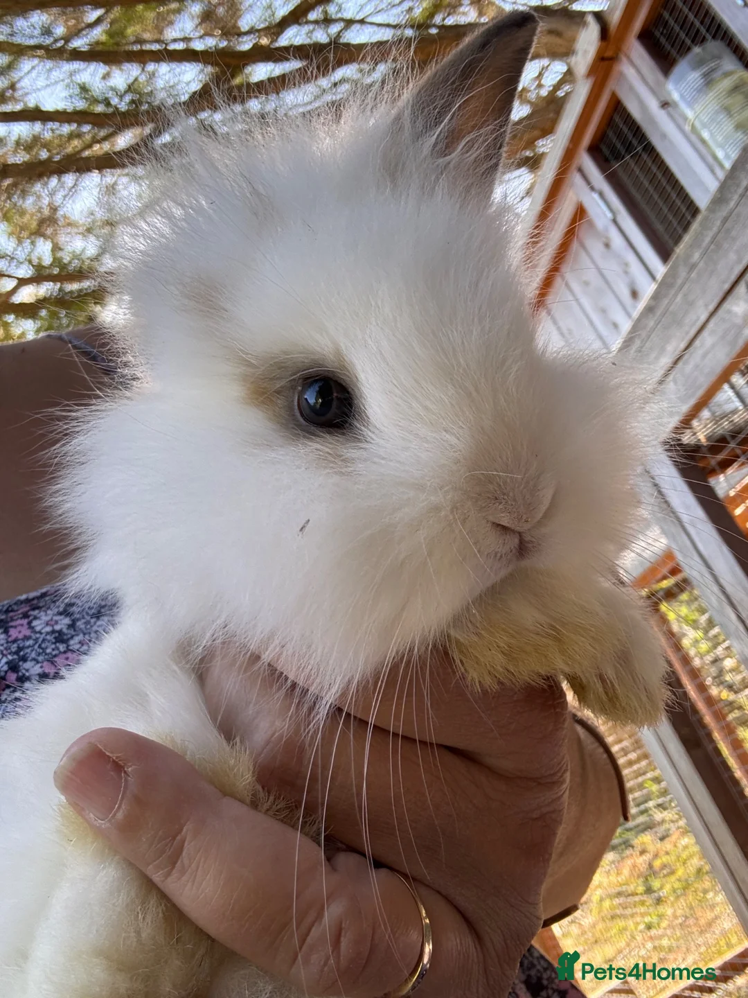 Lionhead rabbits for sale: Lionhead Rabbits Dwarf Mini Lops Does / Bucks  in Romsey - Advert 1