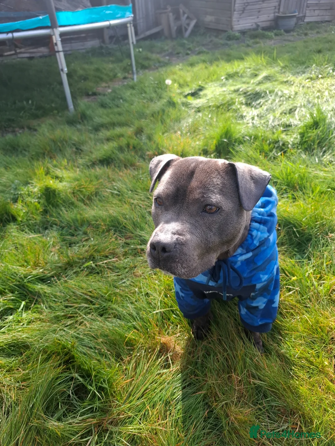 Staffordshire Bull Terrier dogs for sale: Gooner - Advert 2