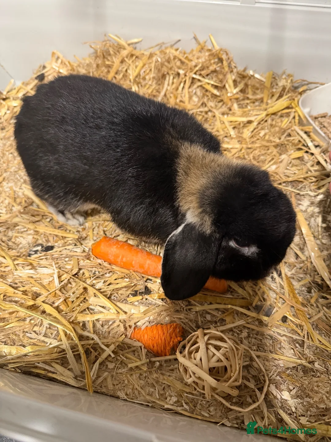 Mini Lop rabbits for sale: Mini lob  in Preston - Advert 2