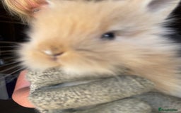 Lionhead rabbits for sale: Beautiful Lion head Baby Bunnies  - Image 3