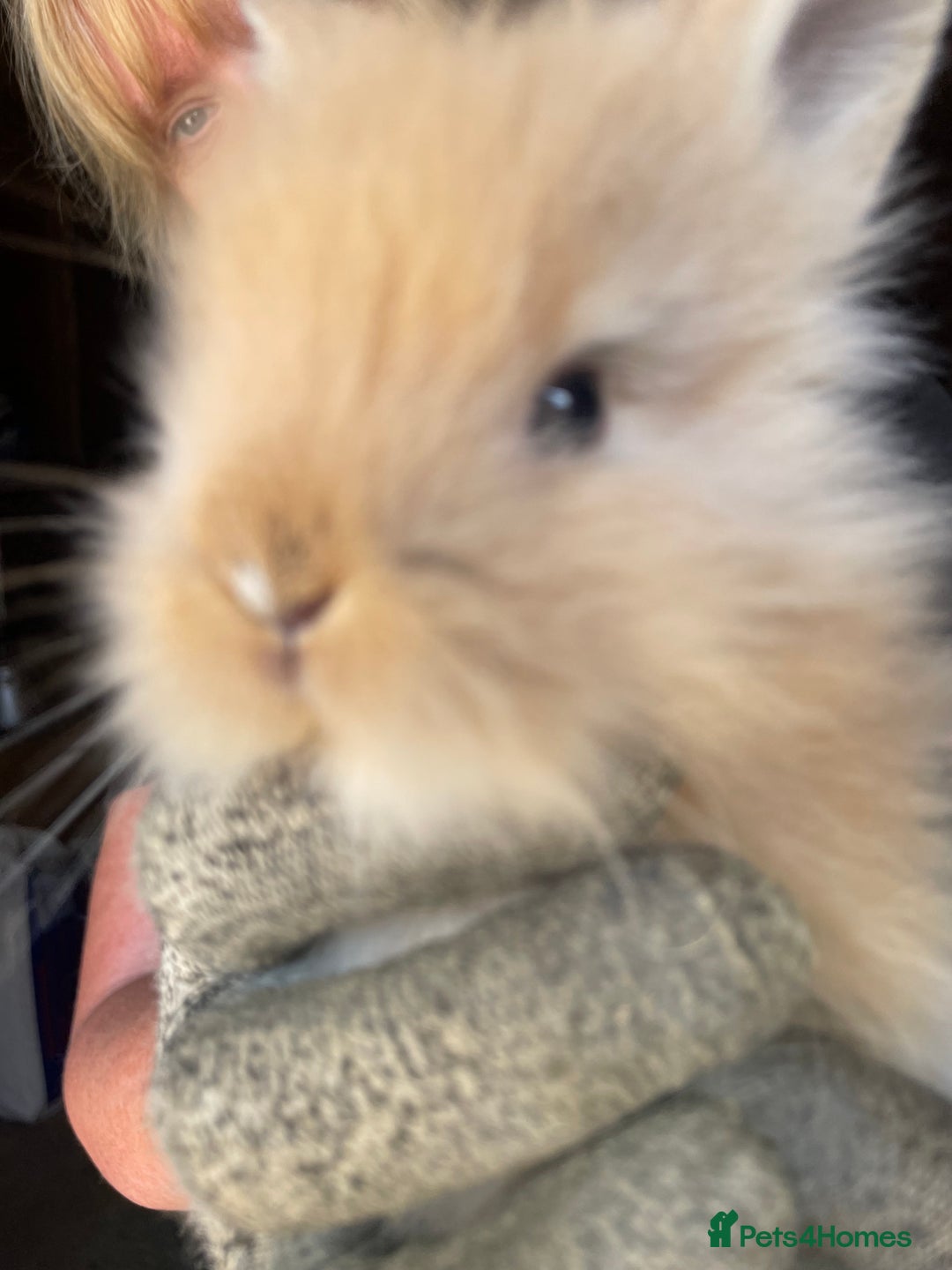 Lionhead rabbits for sale: Beautiful Lion head Baby Bunnies  - Image 3