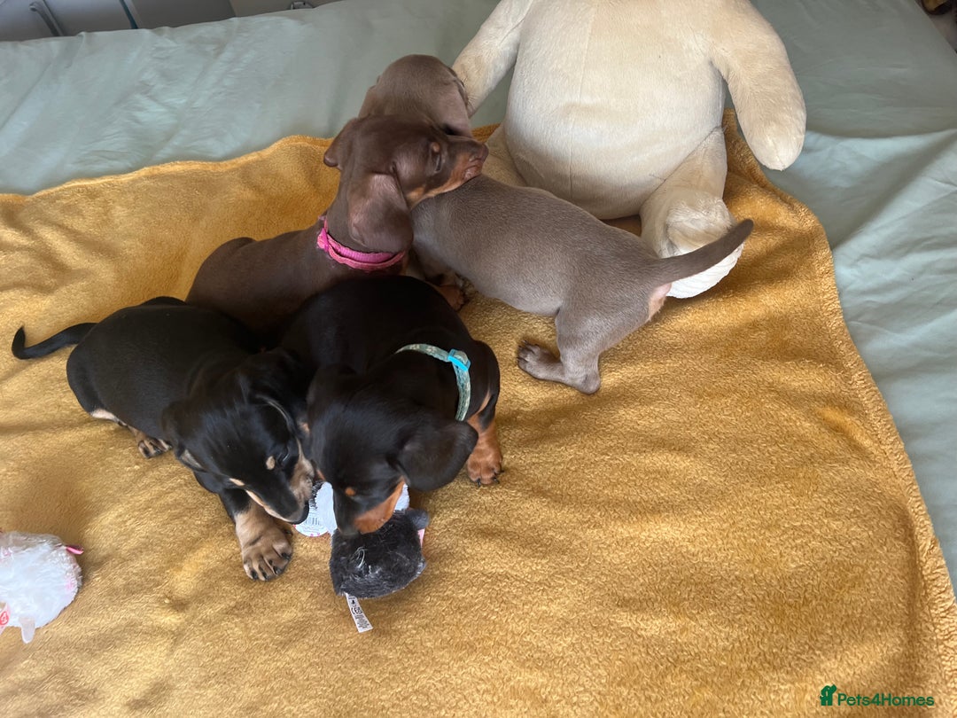 Dachshund dogs for sale: Dachshund puppies  - Image 10