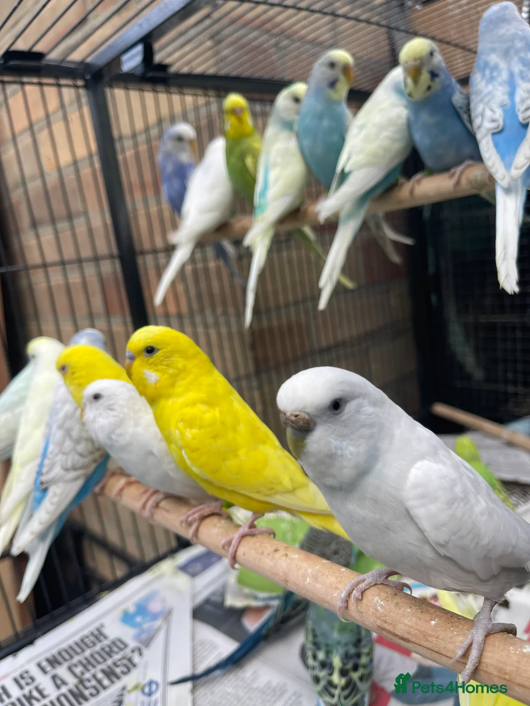 Budgerigars birds for sale: Baby Budgie birds - Advert 12