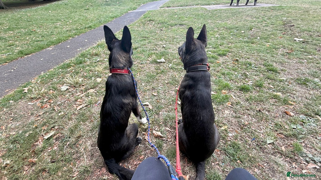 Mixed Breed dogs for sale: Bear - Staffy X German Shepherd - Image 37