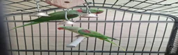 Mixed Breed birds for sale: Birds in Edgware - Advert 7