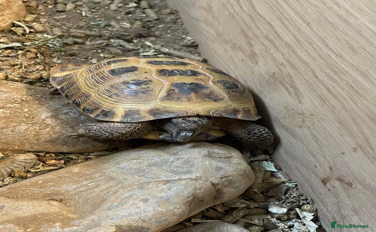 Tortoise reptiles - Advert 1
