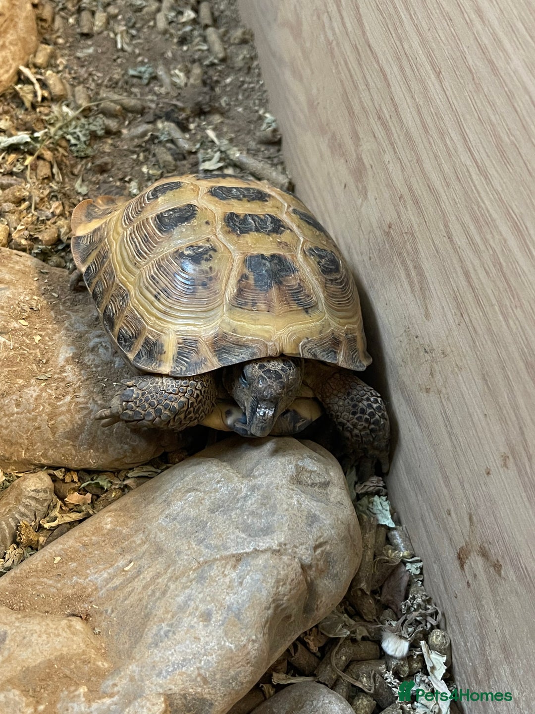Tortoise reptiles for sale: Tortoise  - Image 1