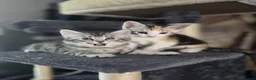 Mixed Breed cats for sale: Beautiful mixed breed kittens for sale - Advert 28