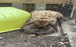 Dwarf Lop rabbits for sale: Rabbits for rehoming  - Image 2