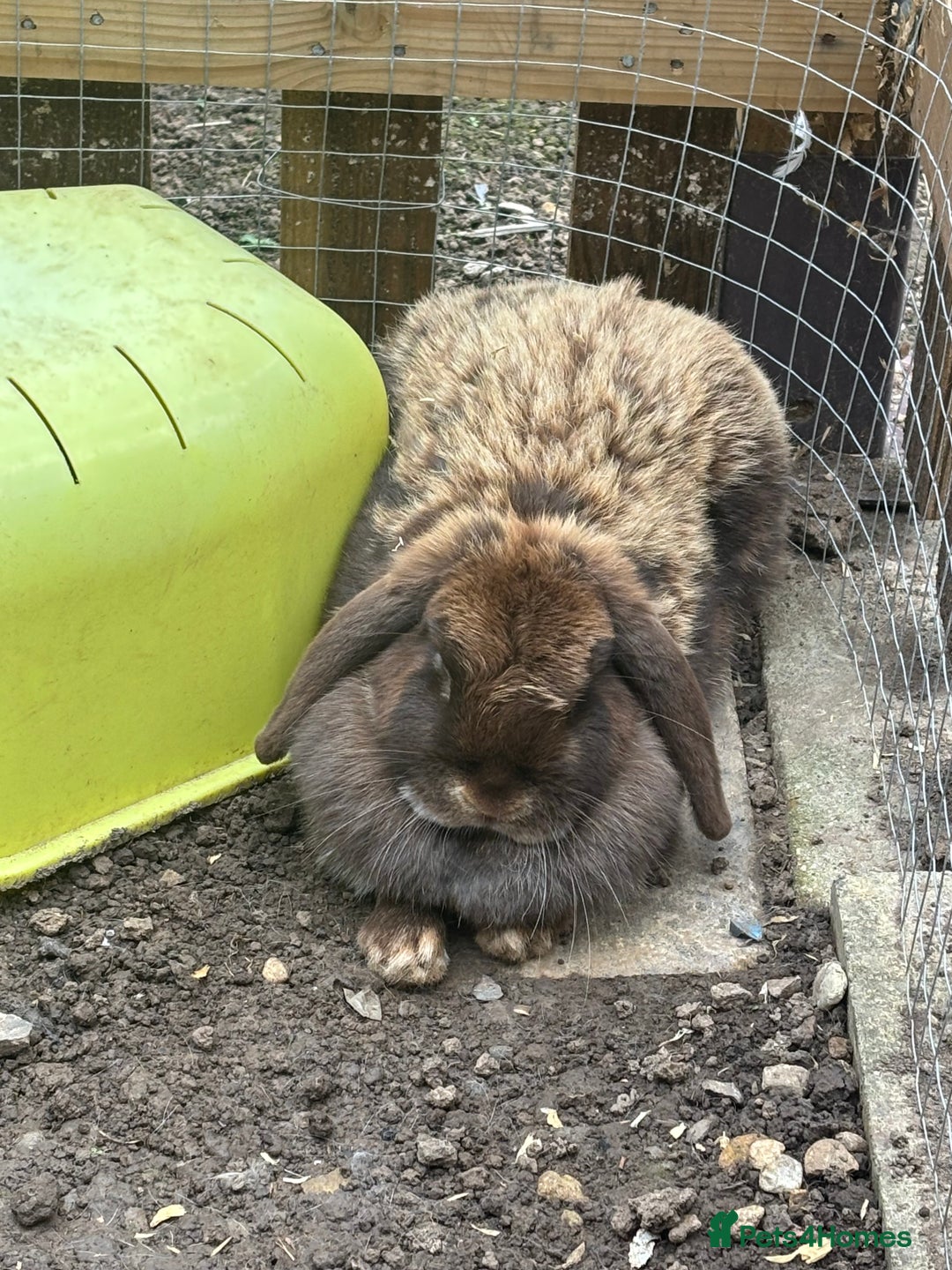 Dwarf Lop rabbits for sale: Rabbits for rehoming  - Image 2
