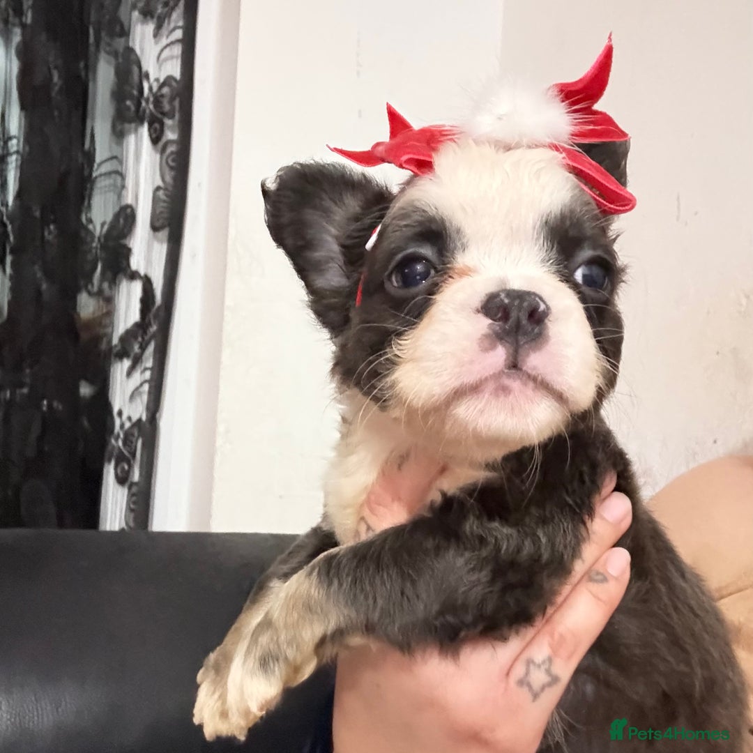 French Bulldog dogs for sale: Fluffy frenchie ready to leave  - Advert 1