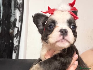 French Bulldog dogs Fluffy frenchies 🐶 - Advert 3