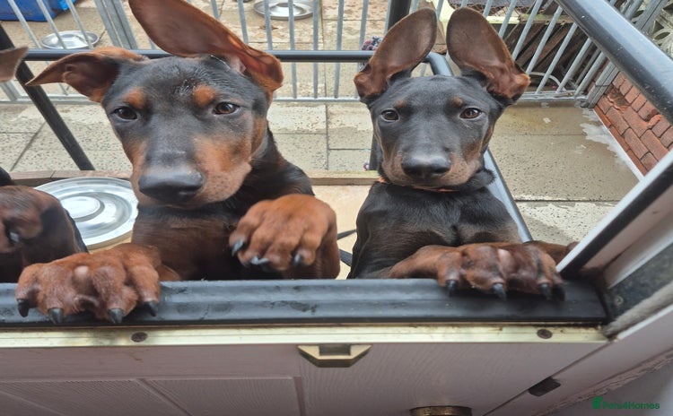 Mixed Breed dogs - Advert 1