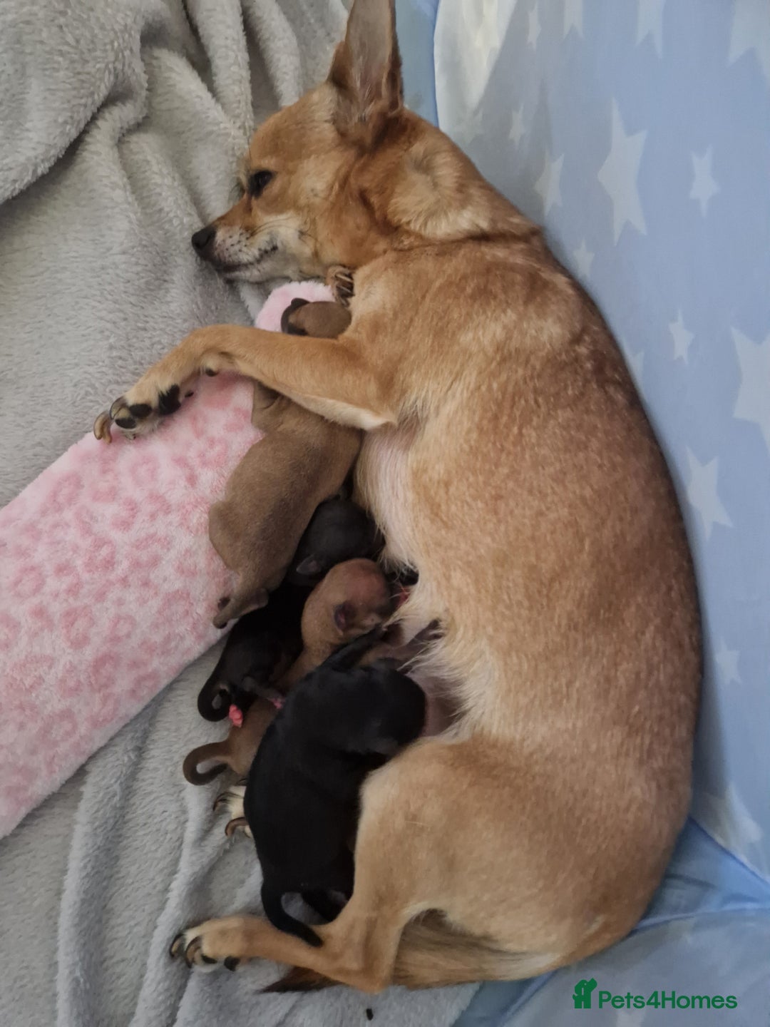 Mixed Breed dogs for sale: Jackchi - Advert 1