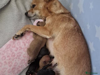 Mixed Breed dogs Jackchi - Advert 1