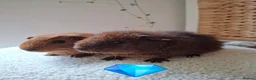 Guinea Pig rodents for sale: cali boar & teddy boar baby Guinea Pigs - Advert 7