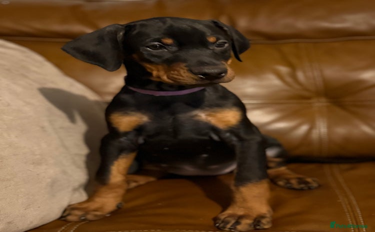 Dobermann dogs Dobermann pups - Advert 12