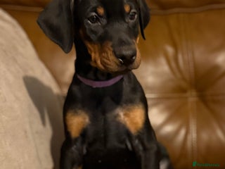 Dobermann dogs Dobermann pups - Advert 8