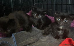 Mixed Breed cats for sale: 4 lovely kittens ready for collection ASAP - Image 3