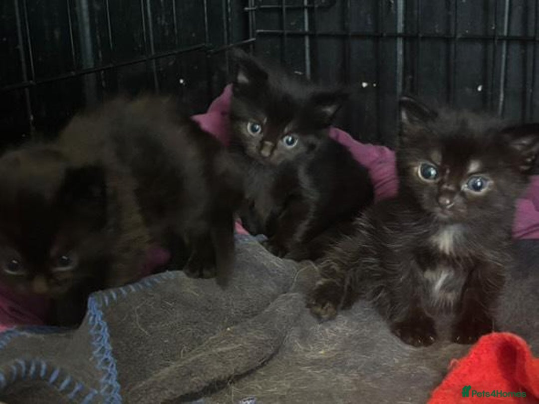 Mixed Breed cats for sale: 4 lovely kittens ready for collection ASAP - Image 3
