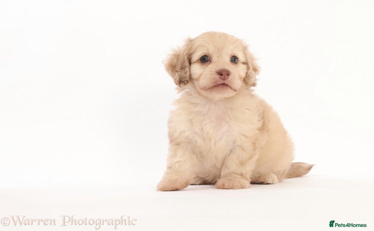 Doxiepoo dogs - Advert 1