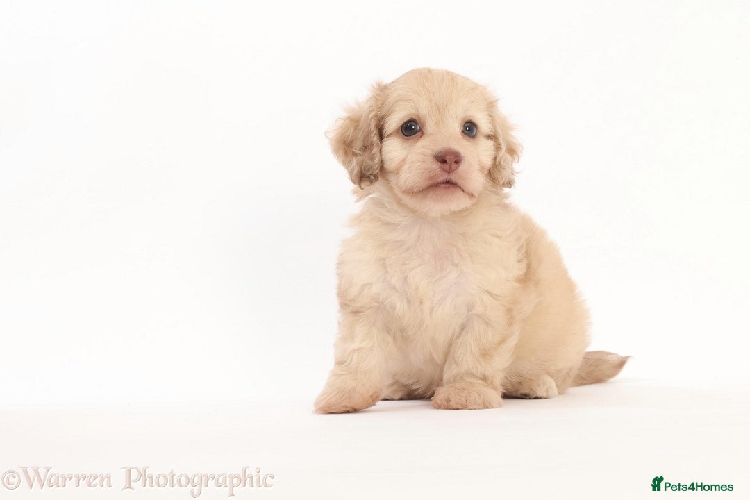 Doxiepoo dogs for sale: Adorable Doxiepoo puppies  - Image 1