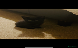 British Longhair cats for sale: Long haired kittens  - Image 4
