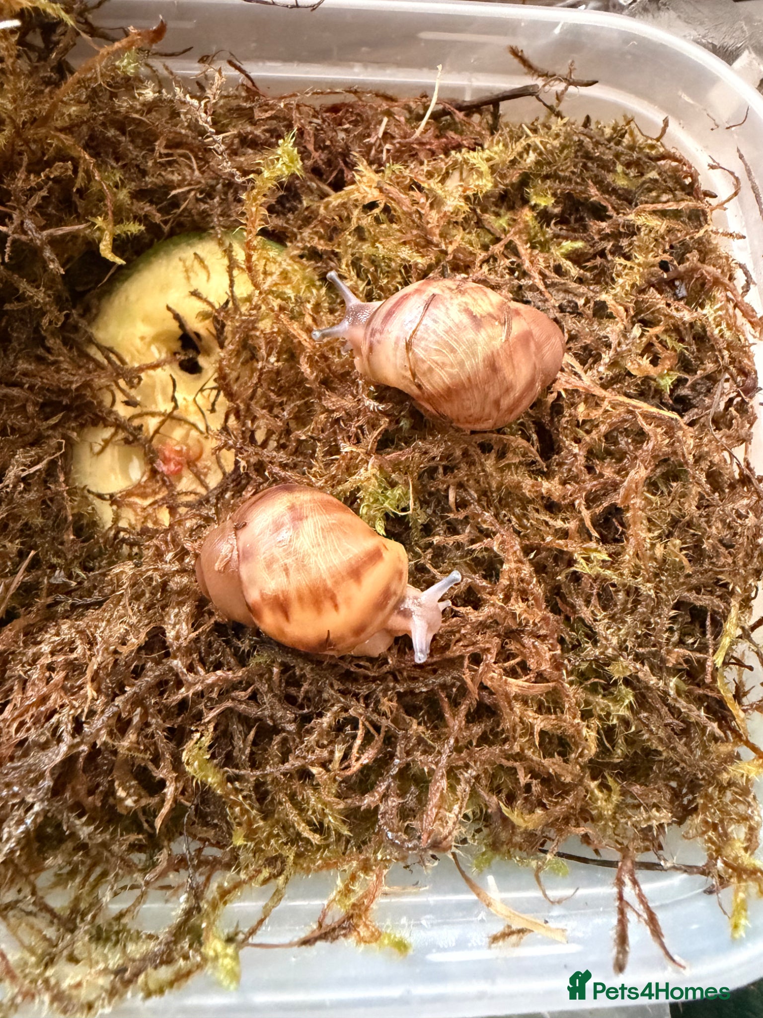 Snails invertebrates for sale: 2 archachatina marginata ovum and set up  - Advert 4