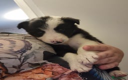 Mixed Breed dogs for sale: Working like border collie x Welsh collie - Image 4