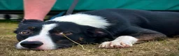 Mixed Breed dogs for sale: 🐾 Beautiful Mixed Breed Puppies ⭐ - Advert 14