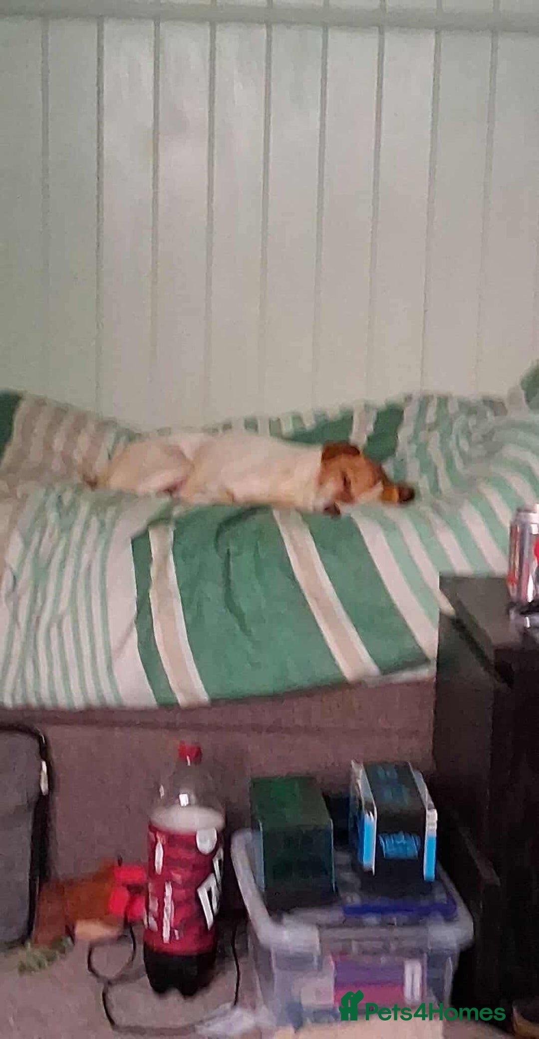 Jack Russell dogs for adoption: Lovely Pepper  - Image 2