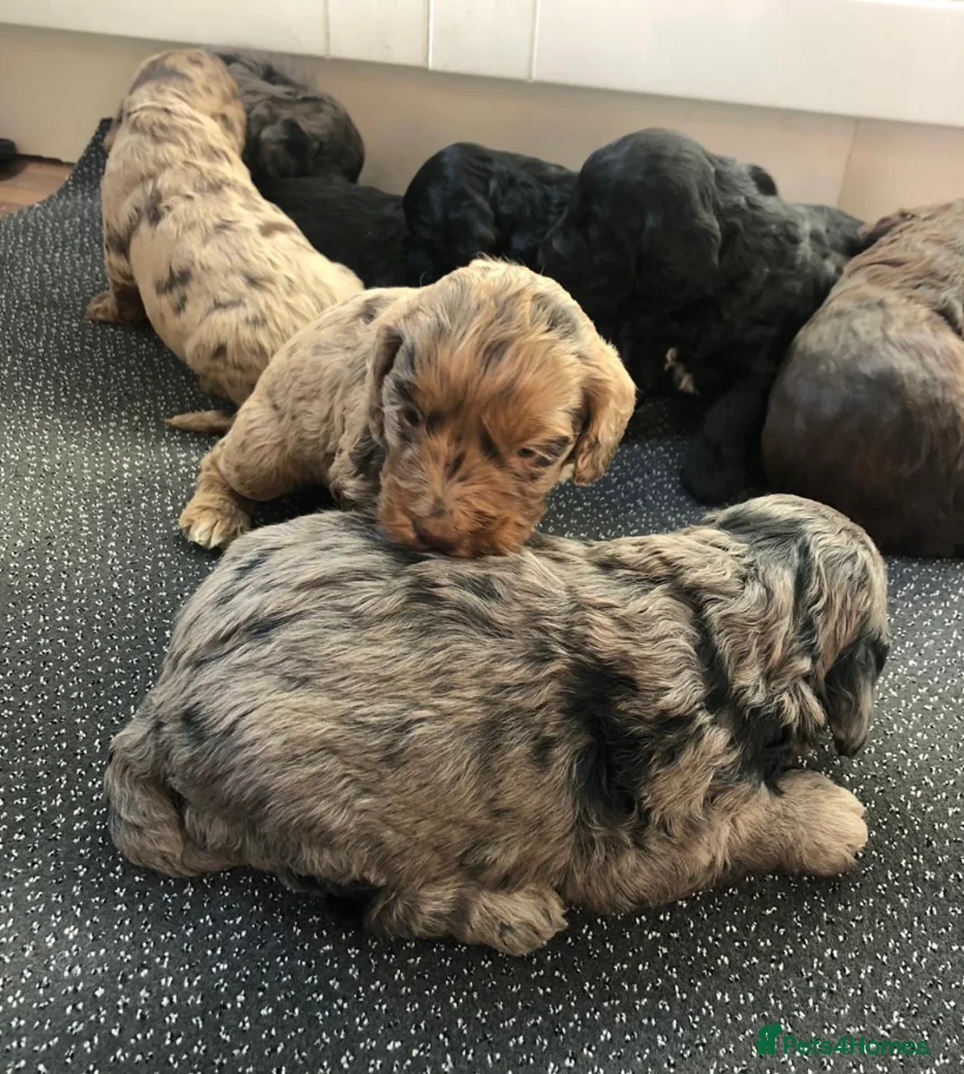 Miniature Poodle dogs for stud:  Blue/ Silver Merle carries chocolate Stud in Newcastle - Advert 6