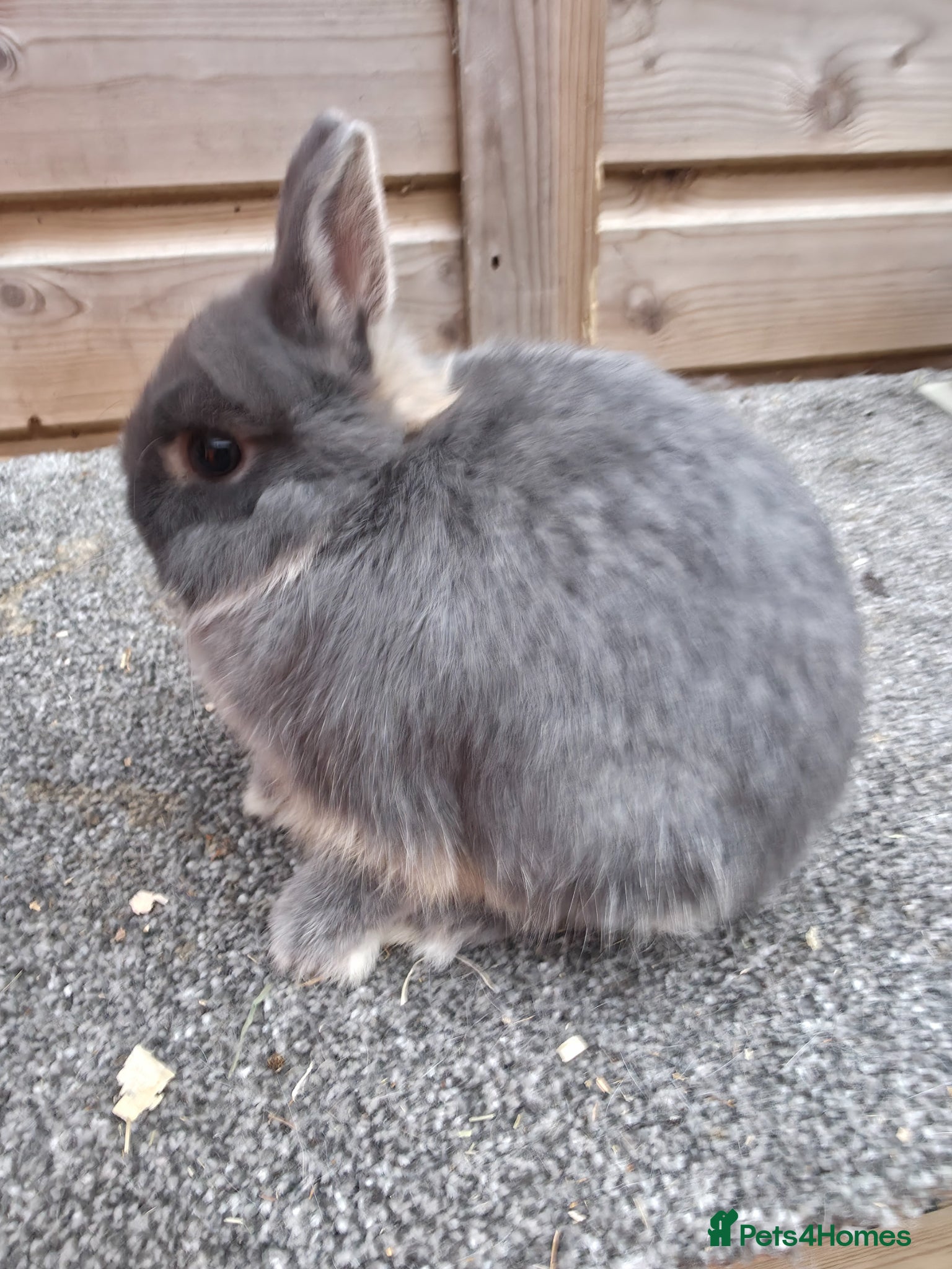 Netherland Dwarf rabbits Netherland Dwarf kits blacks and vienna  - Advert 11
